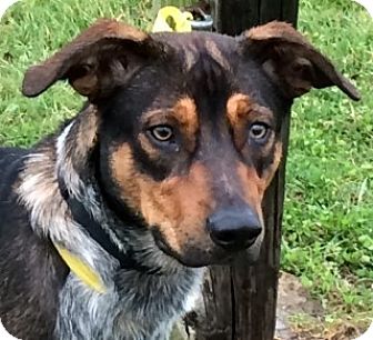 Aurora, IL - Australian Cattle Dog/Mountain Cur Mix. Meet Mario a Dog ...