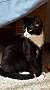 Adopt A Pet :: Braeburn - Addison, IL