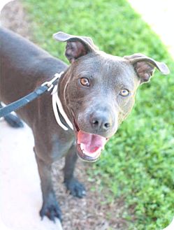 Bruno | Adopted Dog | Weatherford, TX | Blue Lacy/Texas Lacy/Pit Bull