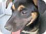 Adopt A Pet :: RIZ - Conroe, TX
