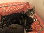 Adopt A Pet :: Curious George - Winchester, VA