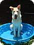 Adopt A Pet :: Remi - Raleigh, NC