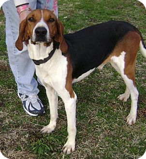 Jethro | Adopted Dog | Union City, TN | Treeing Walker Coonhound