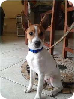 Buck | Adopted Puppy | Orlando, FL | Rat Terrier/Basenji Mix