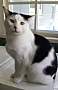 Adopt A Pet :: Calie - Oakland, MI