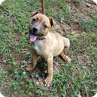 Loving! | Adopted Puppy | New York, NY | Black Mouth Cur/Labrador ...