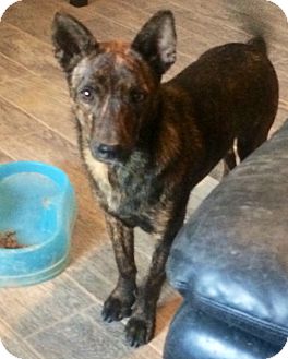 Brindle | Adopted Dog | Phoenix, AZ | Australian Cattle Dog/German ...