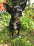 Adopt A Pet :: Rosemary - Costa Mesa, CA
