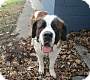 Adopt A Pet :: Apollo - Oakland, MI