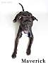 Adopt A Pet :: Maverick - Sacramento, CA