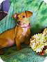 Adopt A Pet :: Romeo - Sacramento, CA