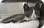 Adopt A Pet :: Parker - Massapequa, NY