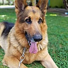 German Shepherd Puppies & Dogs for Adoption