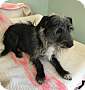 Adopt A Pet :: Bodie - Costa Mesa, CA