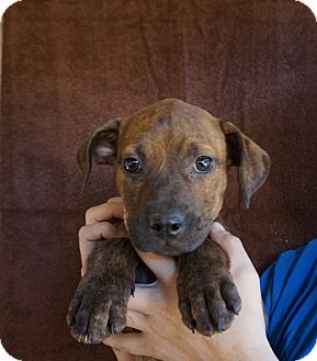 Chili | Adopted Puppy | Oviedo, FL | Rhodesian Ridgeback ...