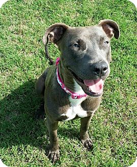 Silvia | Adopted Dog | Weatherford, TX | Blue Lacy/Texas Lacy/Pit Bull