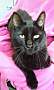 Adopt A Pet :: Panther - South Haven, MI