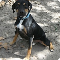 Hagerstown, MD - Blue Lacy/Texas Lacy. Meet Dusty a Dog for Adoption.