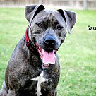 Adopt A Pet :: Sassy - Denton, TX