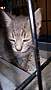 Adopt A Pet :: Tia - Raleigh, NC