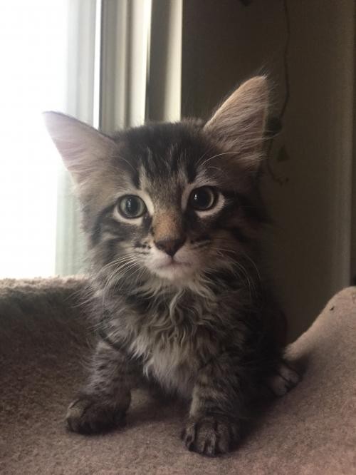 Adopt Gilfoyle a Gray, Blue or Silver Tabby Maine Coon ...