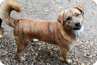 Copper | Adopted Dog | Atchison, KS | Catahoula Leopard Dog/Golden