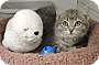 Adopt A Pet :: Makayla - Massapequa, NY