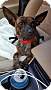 Adopt A Pet :: Barnaby - Raleigh, NC