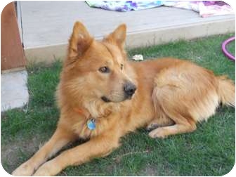 Buster | Adopted Dog | Phoenix, AZ | Golden Retriever/Chow ...