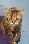 Adopt A Pet :: Emmy - South Haven, MI