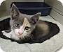 Adopt A Pet :: Darla - Massapequa, NY