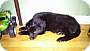 Adopt A Pet :: Izzy - Raleigh, NC