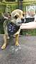 pet photo