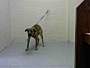 Adopt A Pet :: ROKU - Conroe, TX