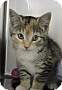 Adopt A Pet :: Ember - Massapequa, NY