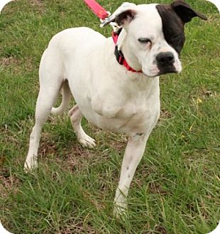 Washington, DC - Boxer Mix. Meet Meredythe Grey a Puppy for Adoption.