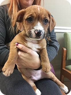 mix pit terrier yorkie bull yorkshire linus wethersfield pet puppy bristol