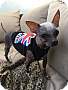 Adopt A Pet :: Poncho & Paco - Costa Mesa, CA
