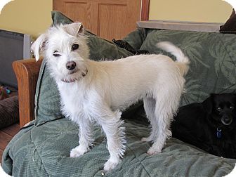 Portia - Adopted | Adopted Puppy | Warwick, NY | Westie, West Highland