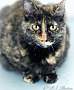 Adopt A Pet :: Zinnia - Belton, MO