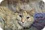 Adopt A Pet :: Zoie - Belton, MO