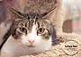 Adopt A Pet :: Aiden - Belton, MO