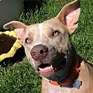 Adopt A Pet :: CJ - Denton, TX