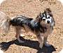 Adopt A Pet :: Hawk - Simi Valley, CA