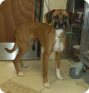 heidi adopted dog middletown ny boxer whippet mix heidi adopted dog middletown ny boxer whippet mix