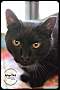 Adopt A Pet :: Diamond Girl - Belton, MO