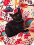 Adopt A Pet :: Teriyaki - Addison, IL