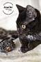 Adopt A Pet :: Joel - Belton, MO