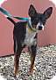 Adopt A Pet :: Sadie - Simi Valley, CA