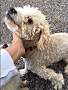 Adopt A Pet :: Randall - Gilbert, AZ